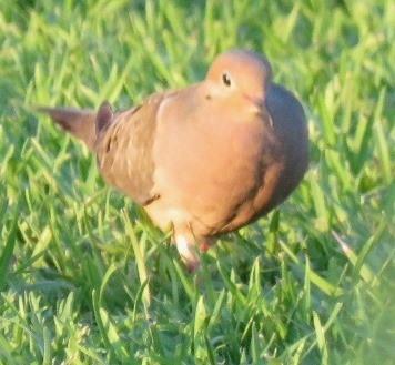 Mourning Dove - ML160517691