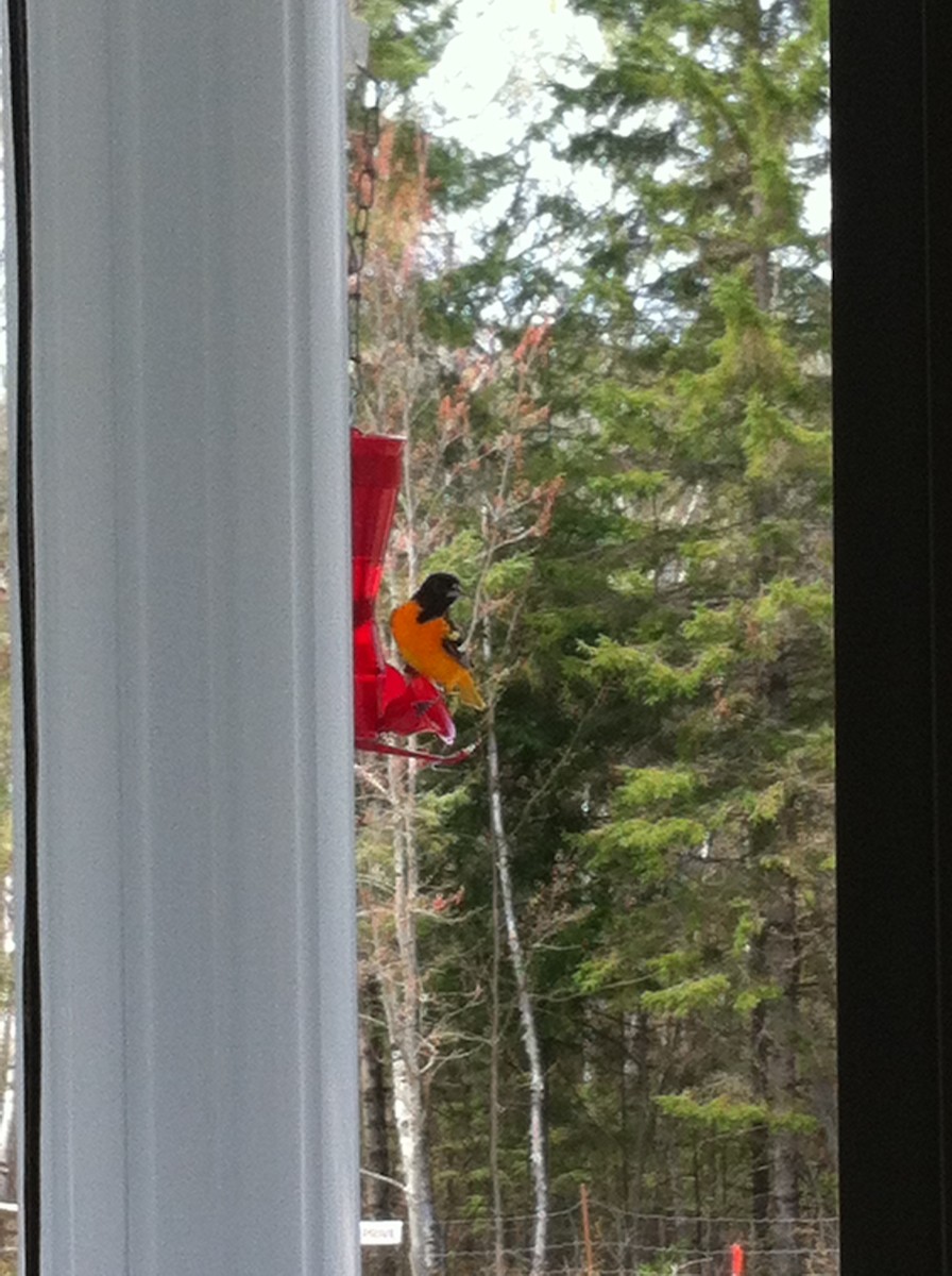 Baltimore Oriole - ML160518271