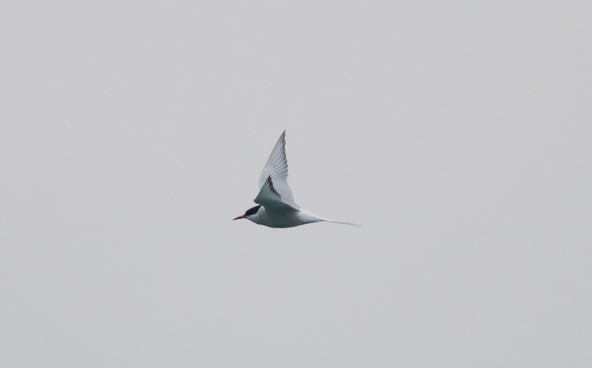 Arctic Tern - Ruth  Danella