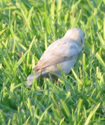 House Sparrow - ML160519531