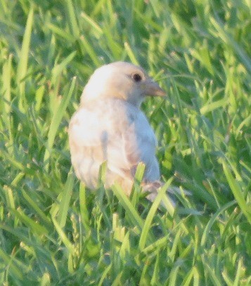 House Sparrow - ML160519551