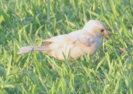 House Sparrow - ML160519581