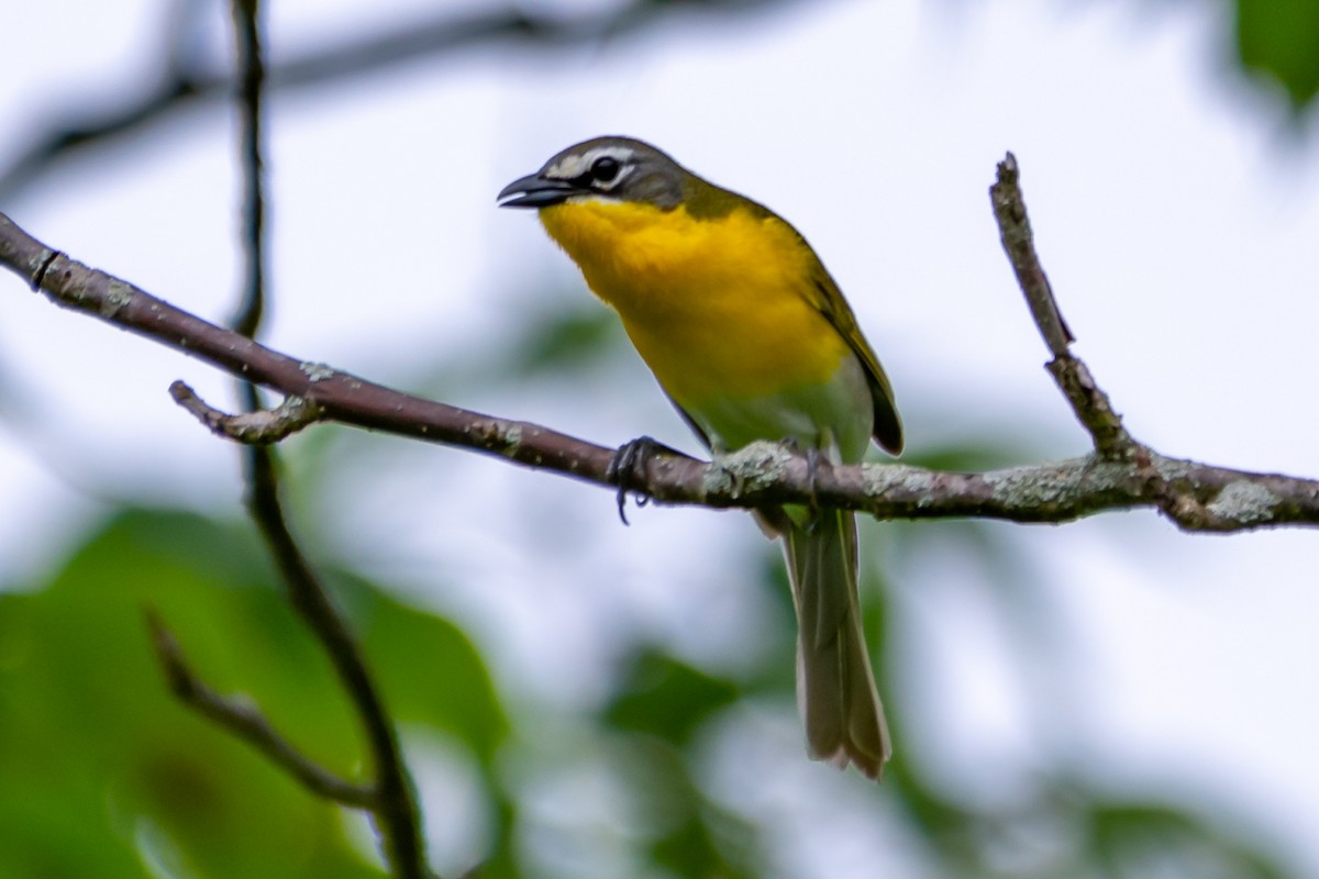 Yellow-breasted Chat - James Hoagland