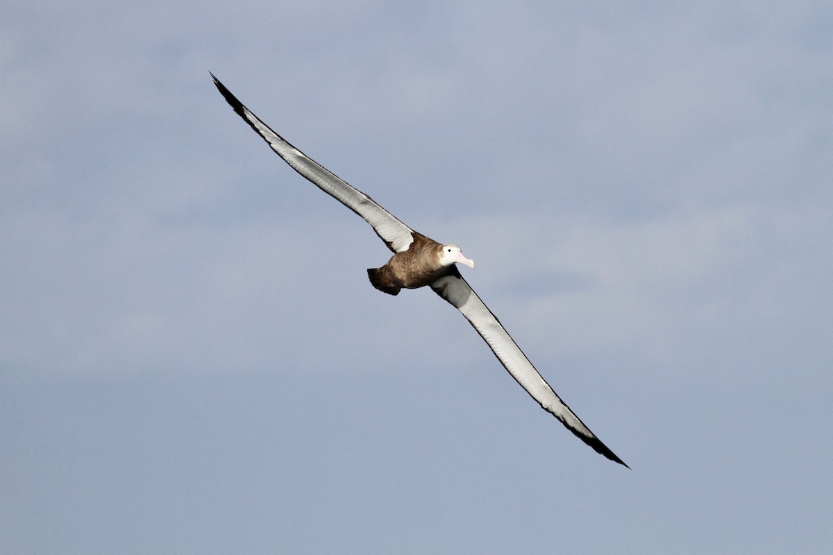 Albatros Viajero/de Tristán de Acuña/de las Antípodas - ML160520771