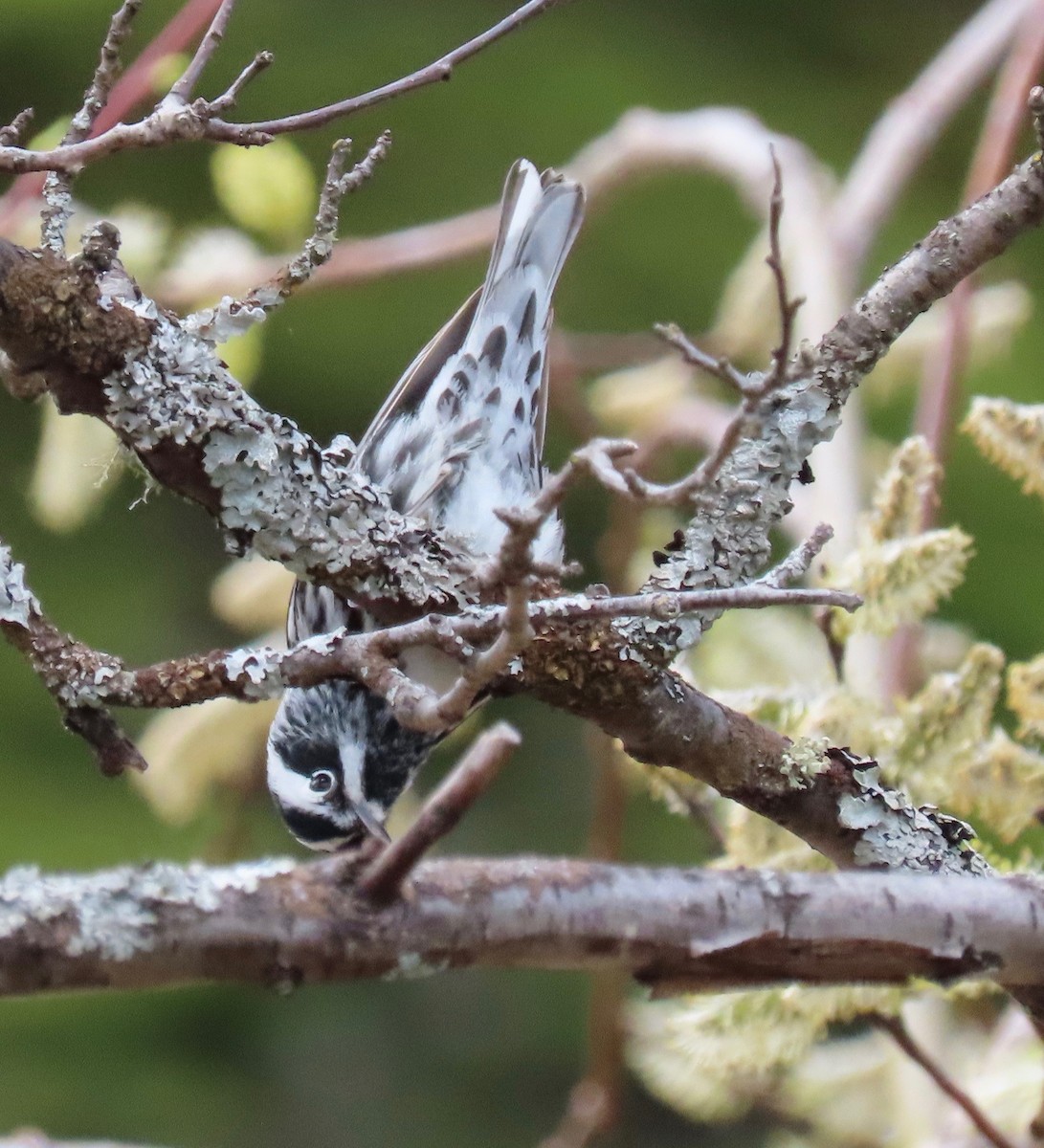 Black-and-white Warbler - ML160521241