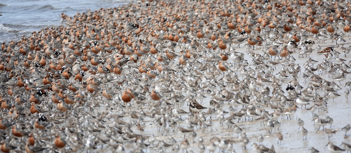 Red Knot - Cynthia Ehlinger