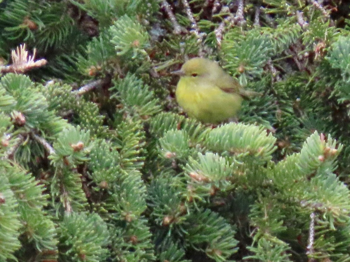 Orange-crowned Warbler - John Zakelj