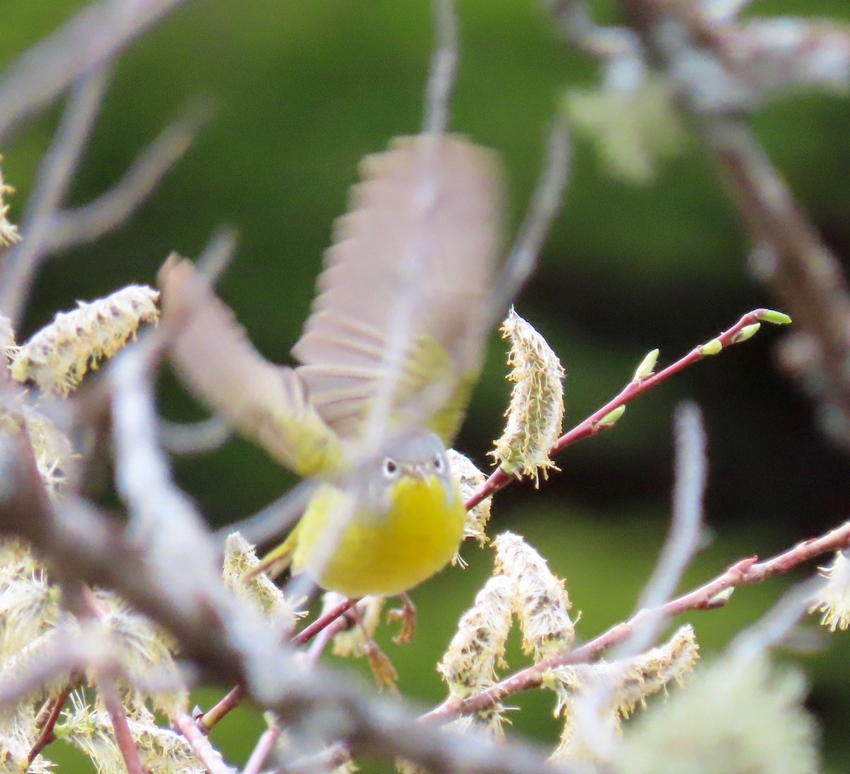 Paruline à joues grises - ML160521381