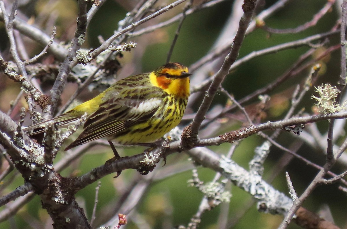 Cape May Warbler - ML160521441