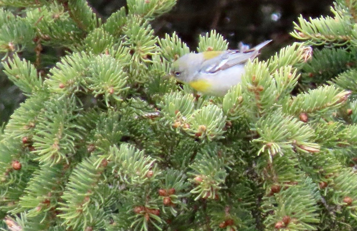 Northern Parula - ML160521461