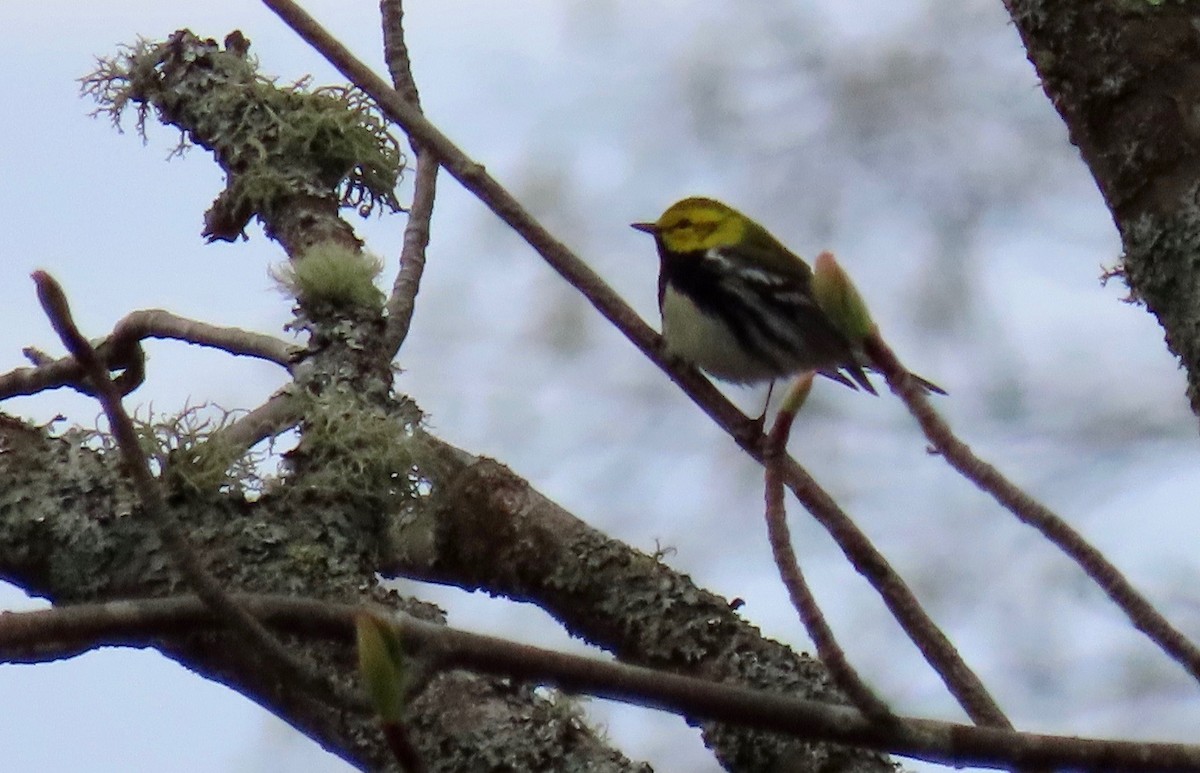 Black-throated Green Warbler - ML160521541