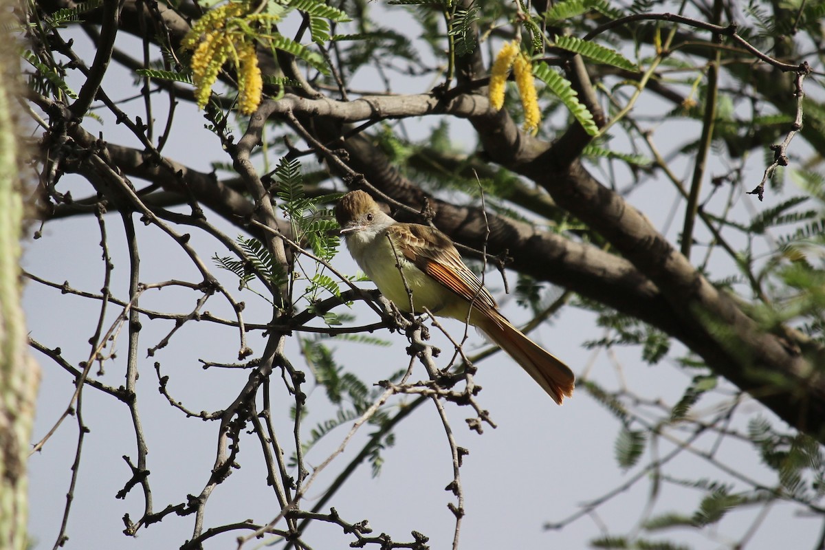 Brown-crested Flycatcher - Jason Sigismondi