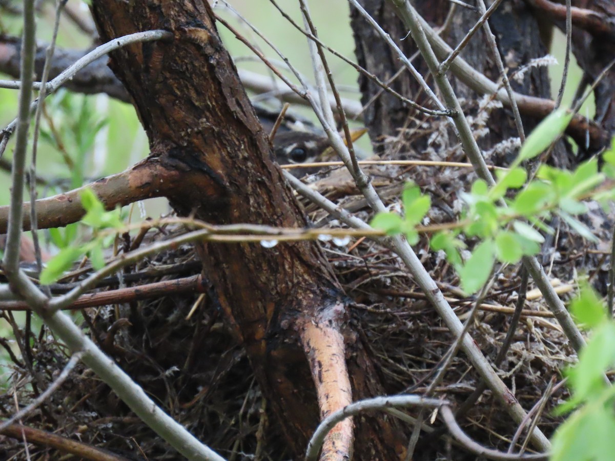 American Robin - Diane Roberts