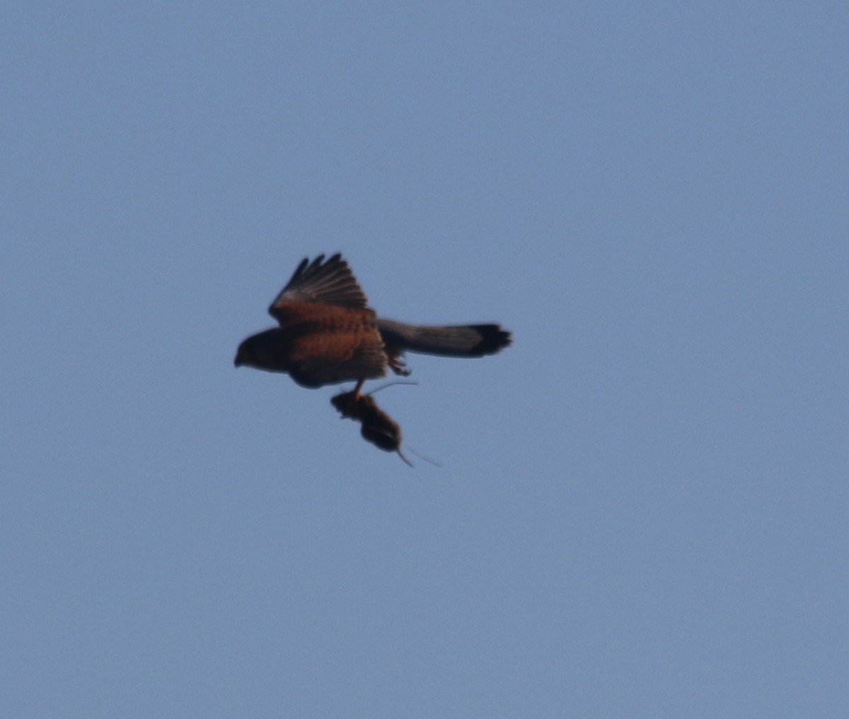 Eurasian Kestrel - Dan Fox