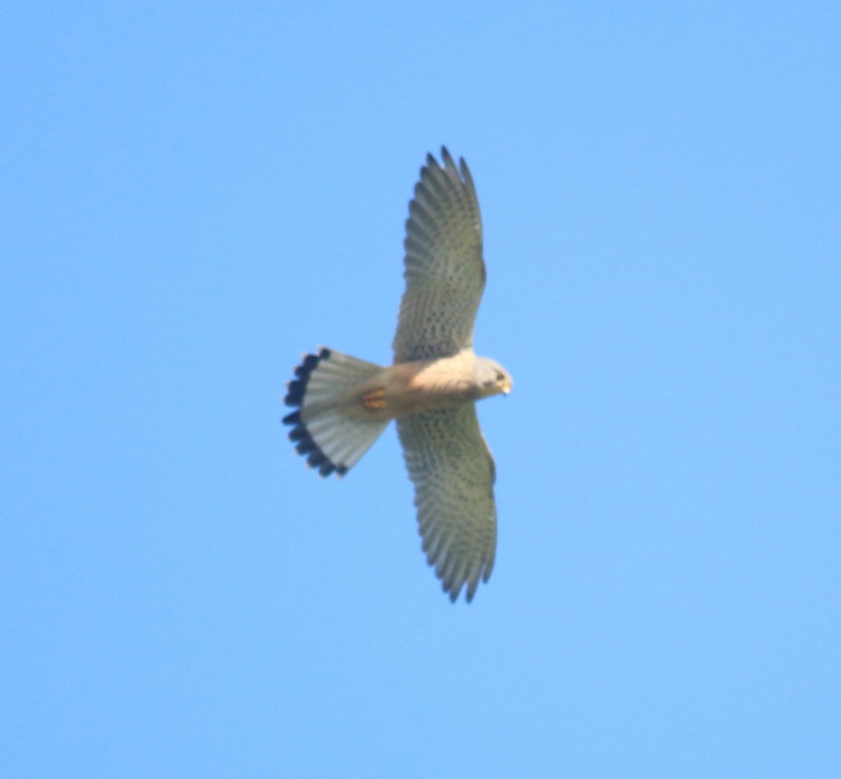 Eurasian Kestrel - ML160523171