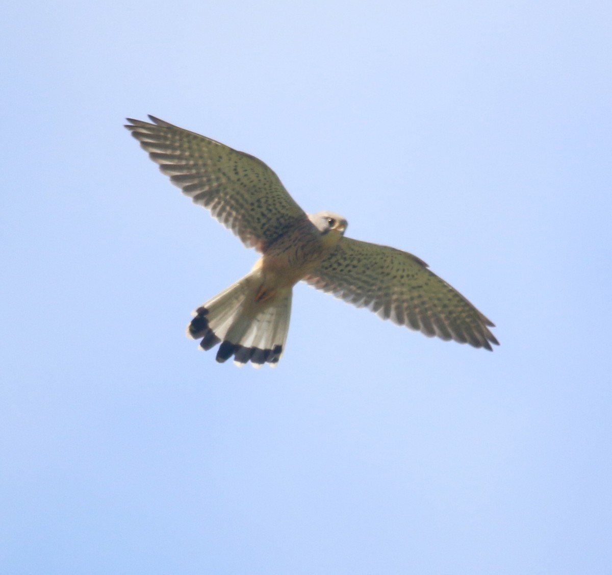 Eurasian Kestrel - ML160523181