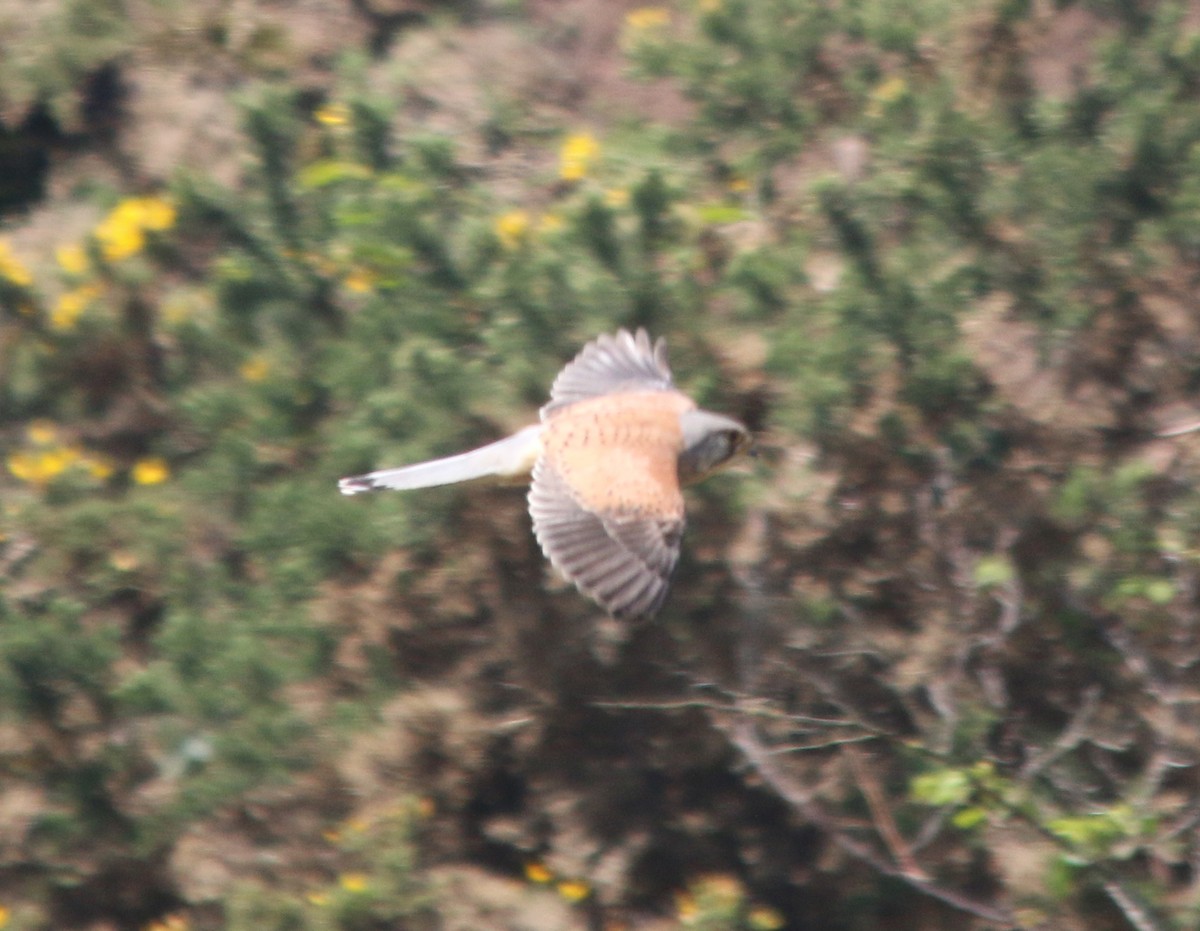 Eurasian Kestrel - ML160523521