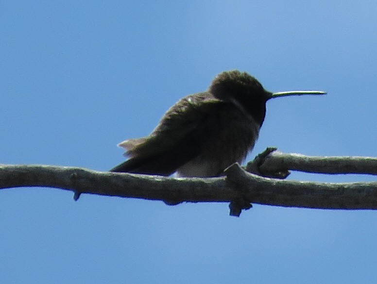 hummingbird sp. - ML160525881