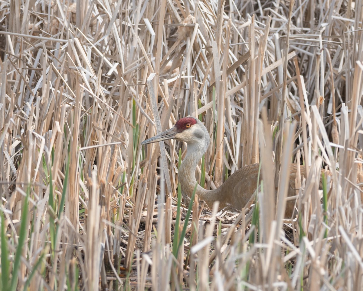 Sandhill Crane - ML160528471