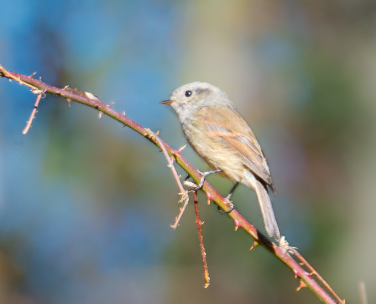 Patagonian Tyrant - ML160532281