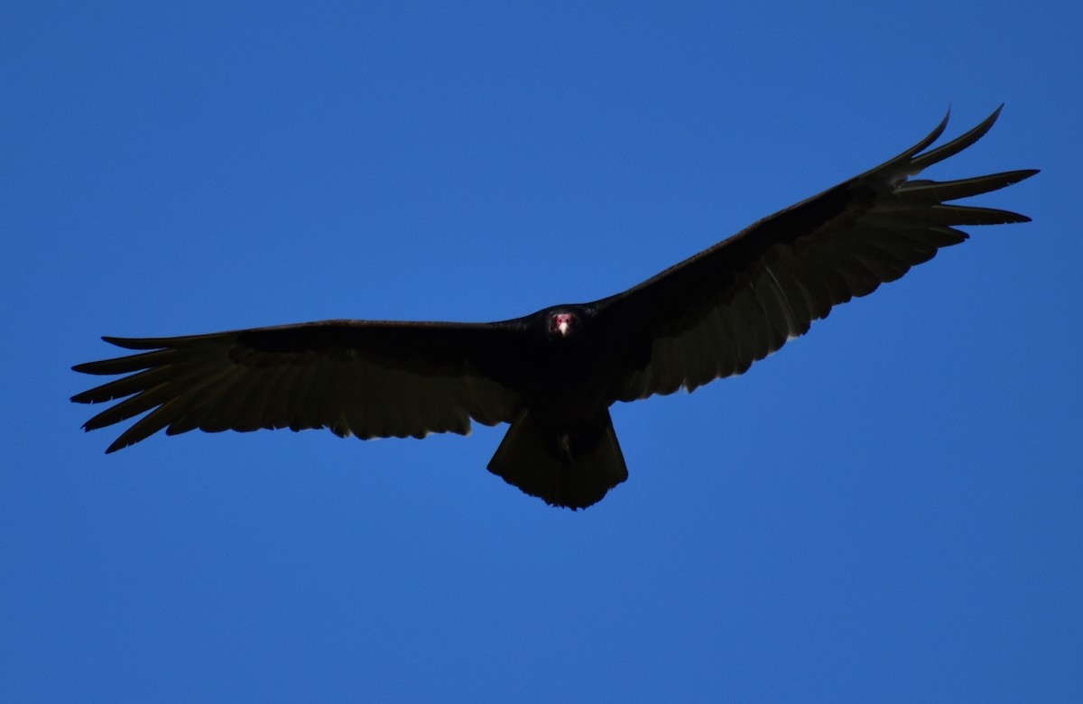 Turkey Vulture - ML160534331