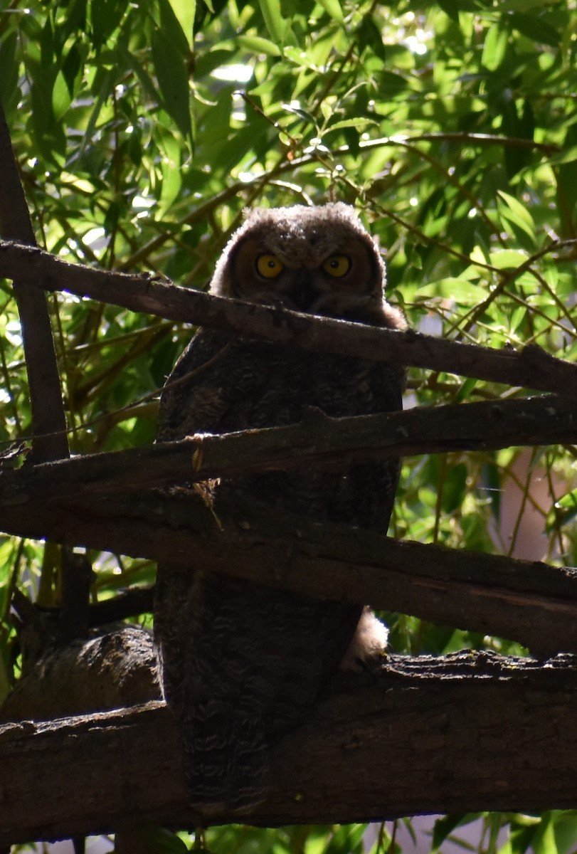 Great Horned Owl - ML160534671