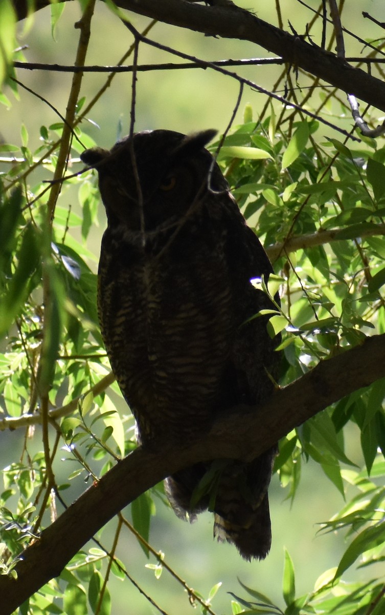 Great Horned Owl - ML160534881