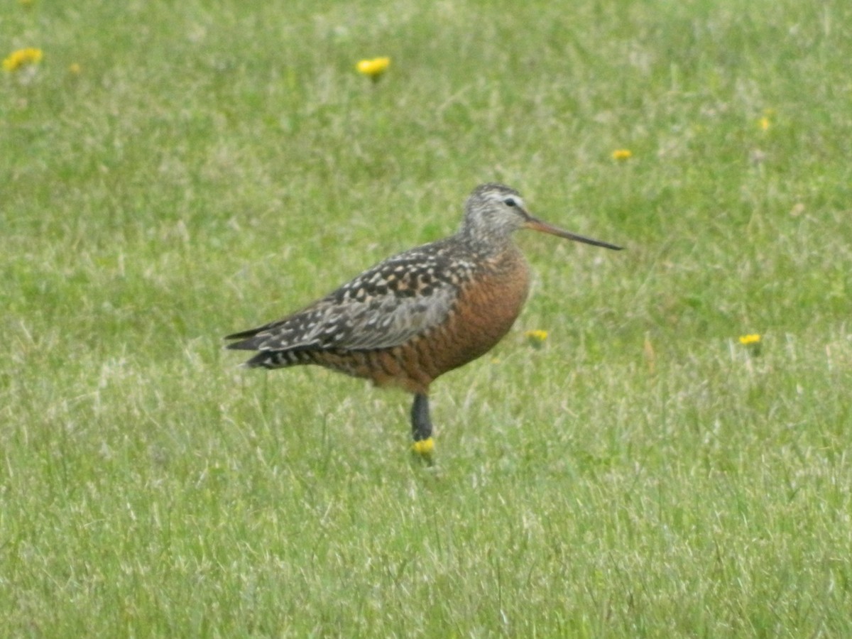 Hudsonian Godwit - ML160535031