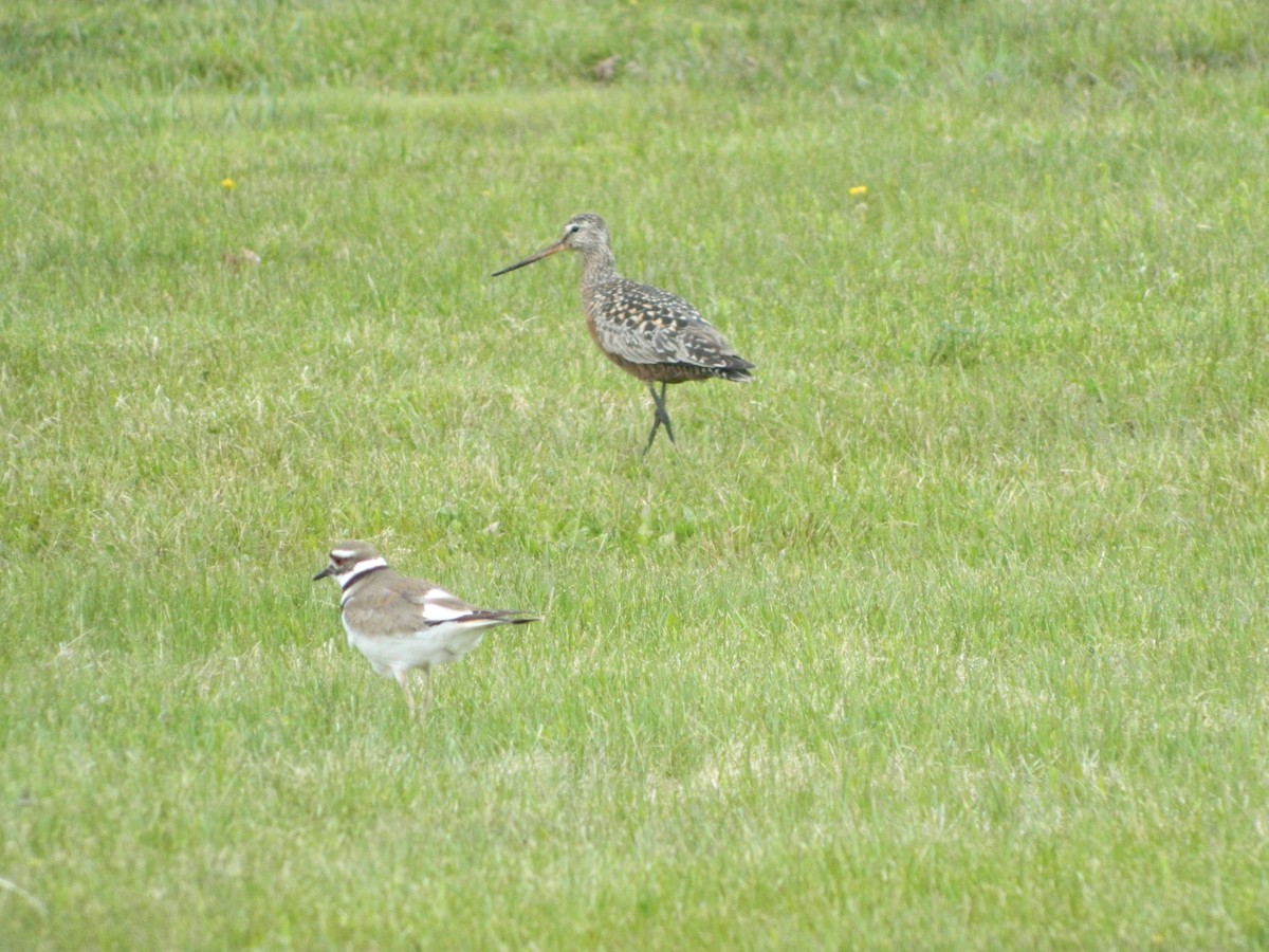 Hudsonian Godwit - ML160535121