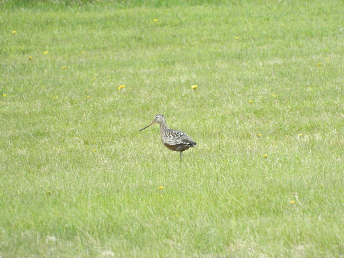 Hudsonian Godwit - ML160535171