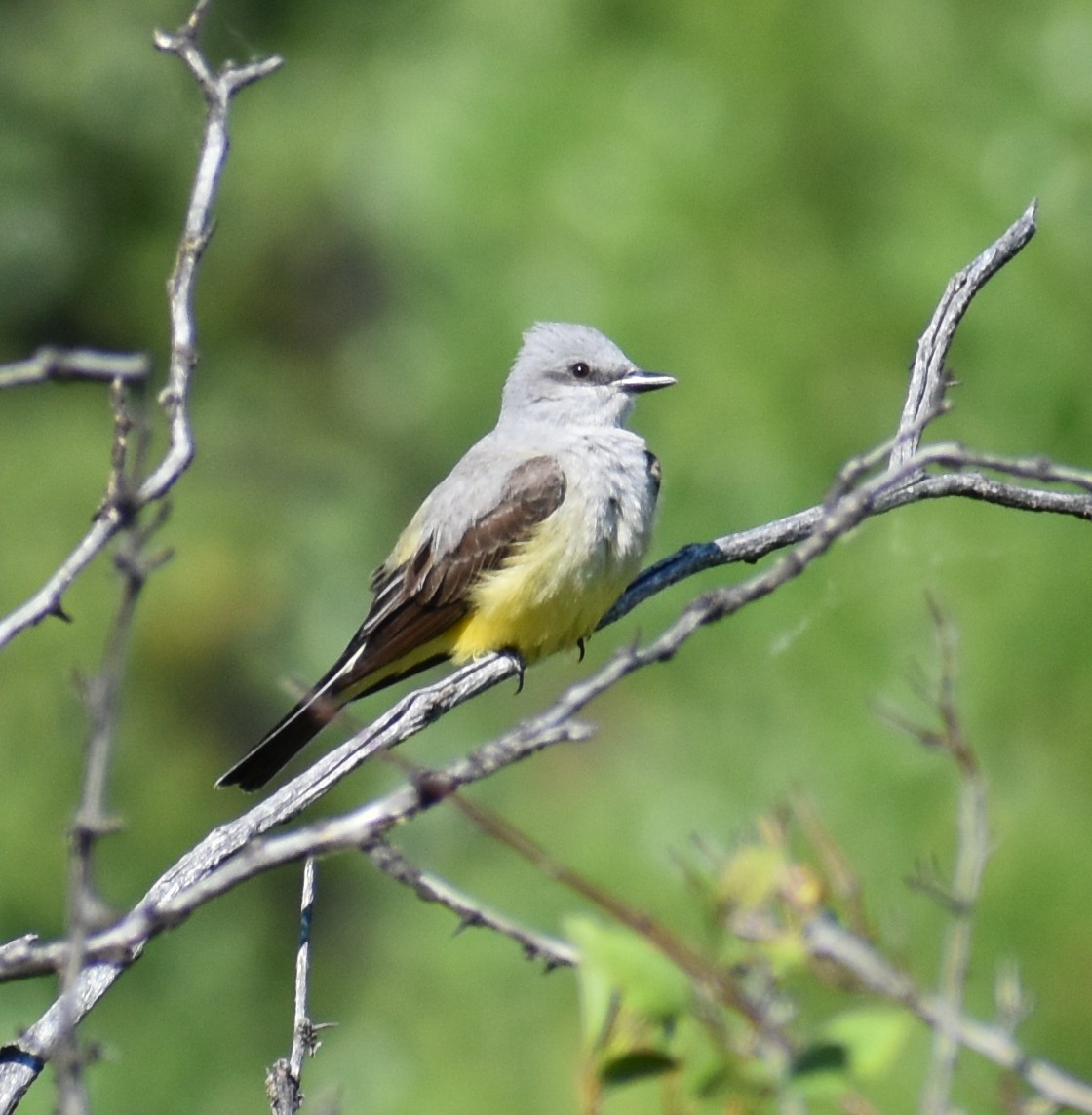 Western Kingbird - ML160535251