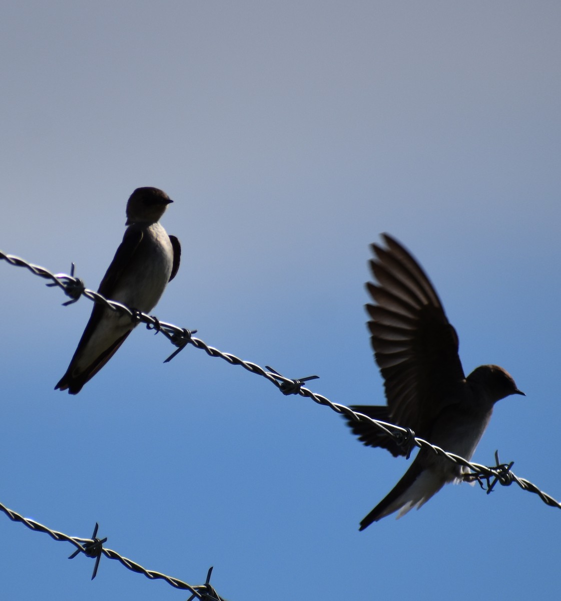 Northern Rough-winged Swallow - ML160535311