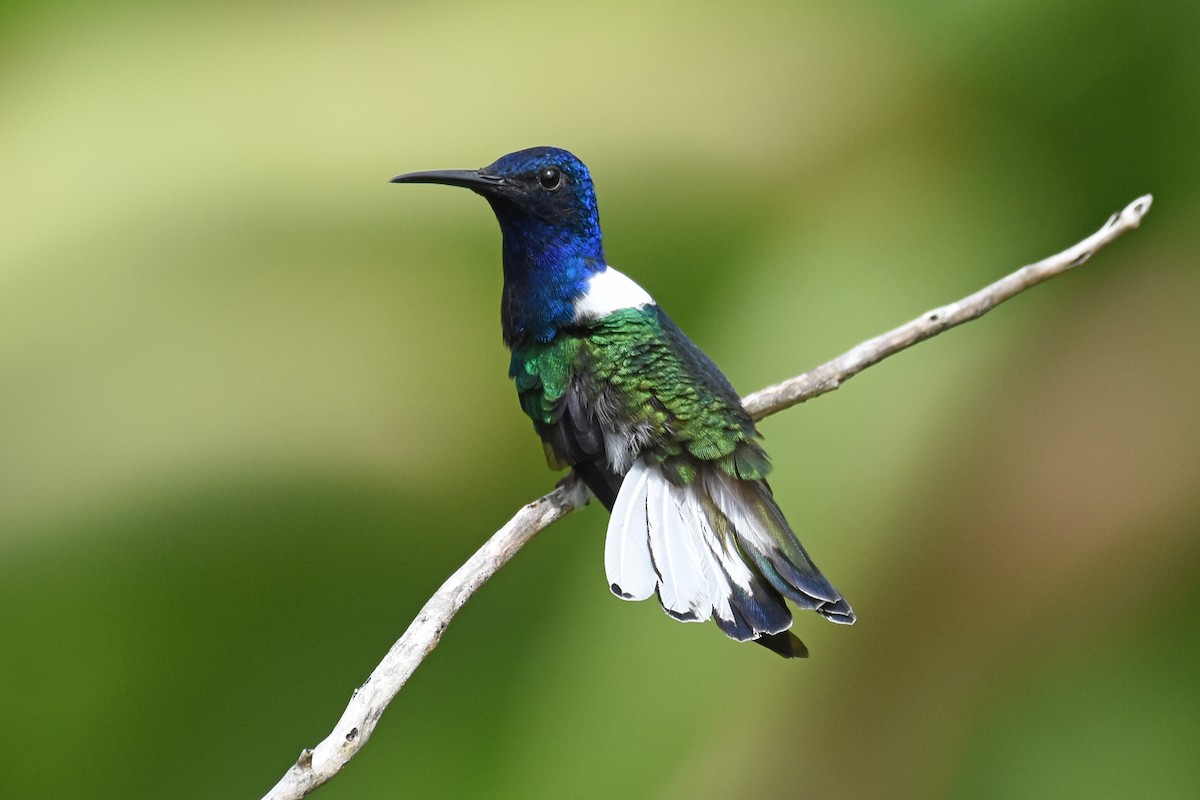 White-necked Jacobin - ML160536341