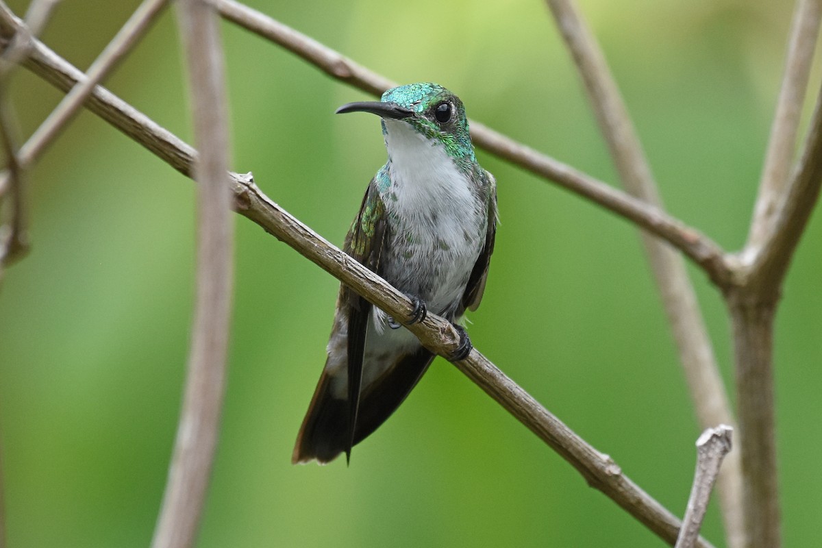 White-chested Emerald - ML160536511