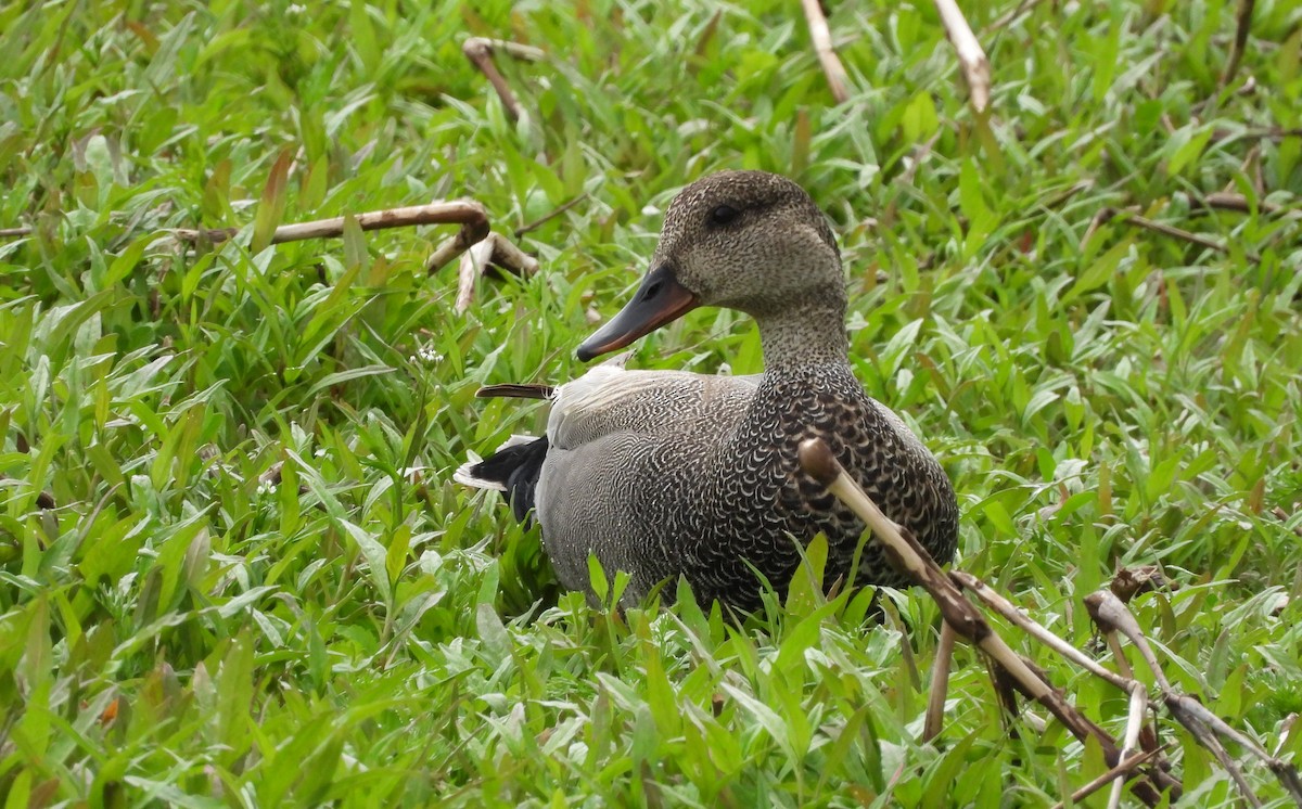 Gadwall - Reba and Allan Dupilka