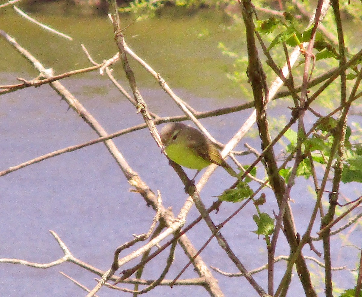 Philadelphia Vireo - ML160537551