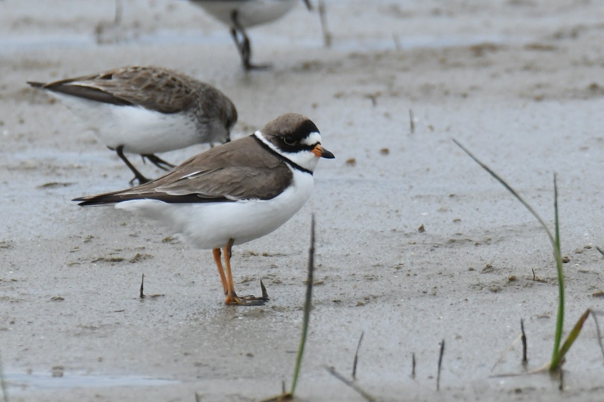 Semipalmated Plover - Ted Bradford