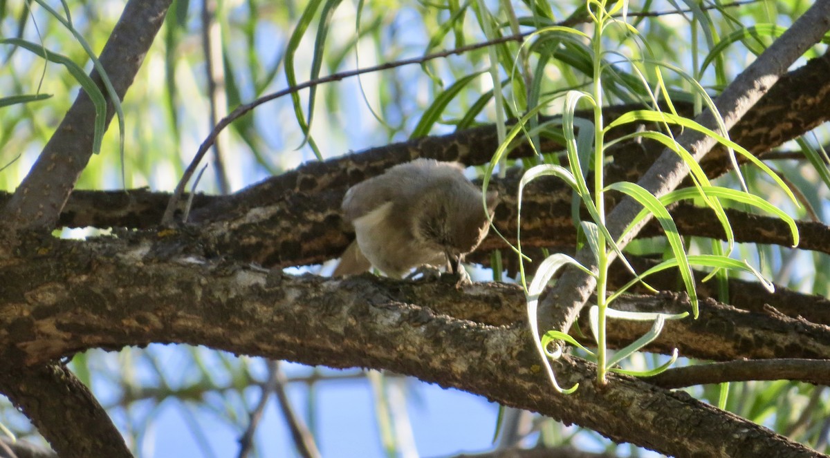 Juniper Titmouse - ML160538451