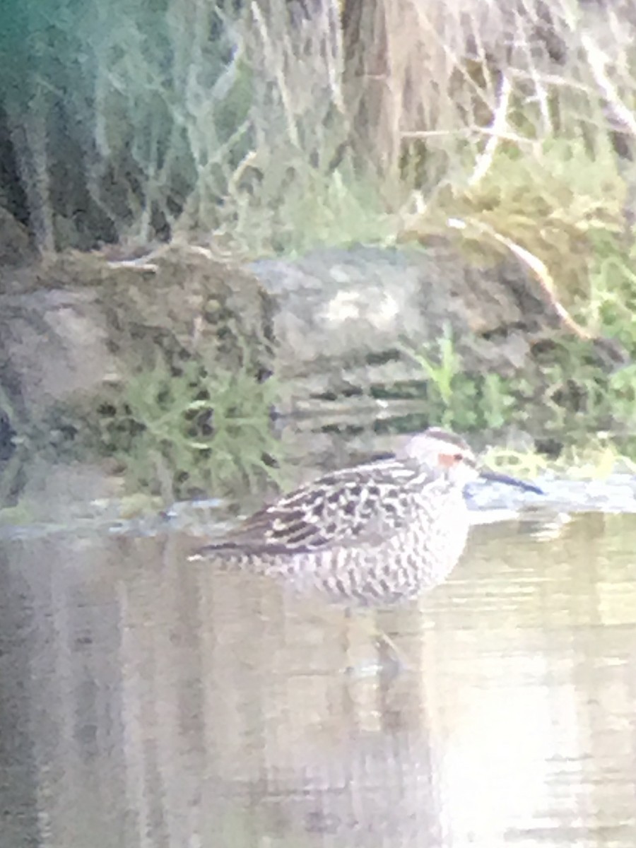 Stilt Sandpiper - ML160540271