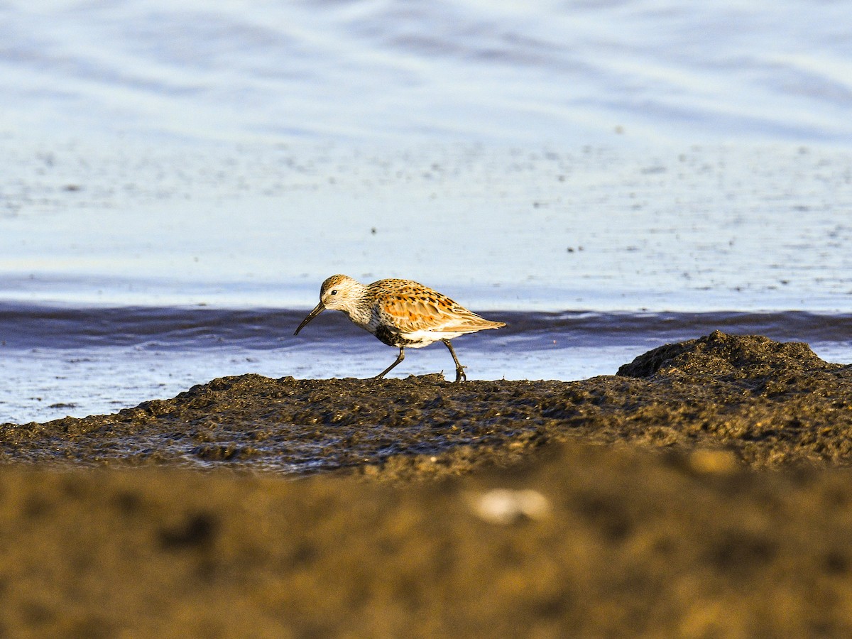 Dunlin - ML160540681