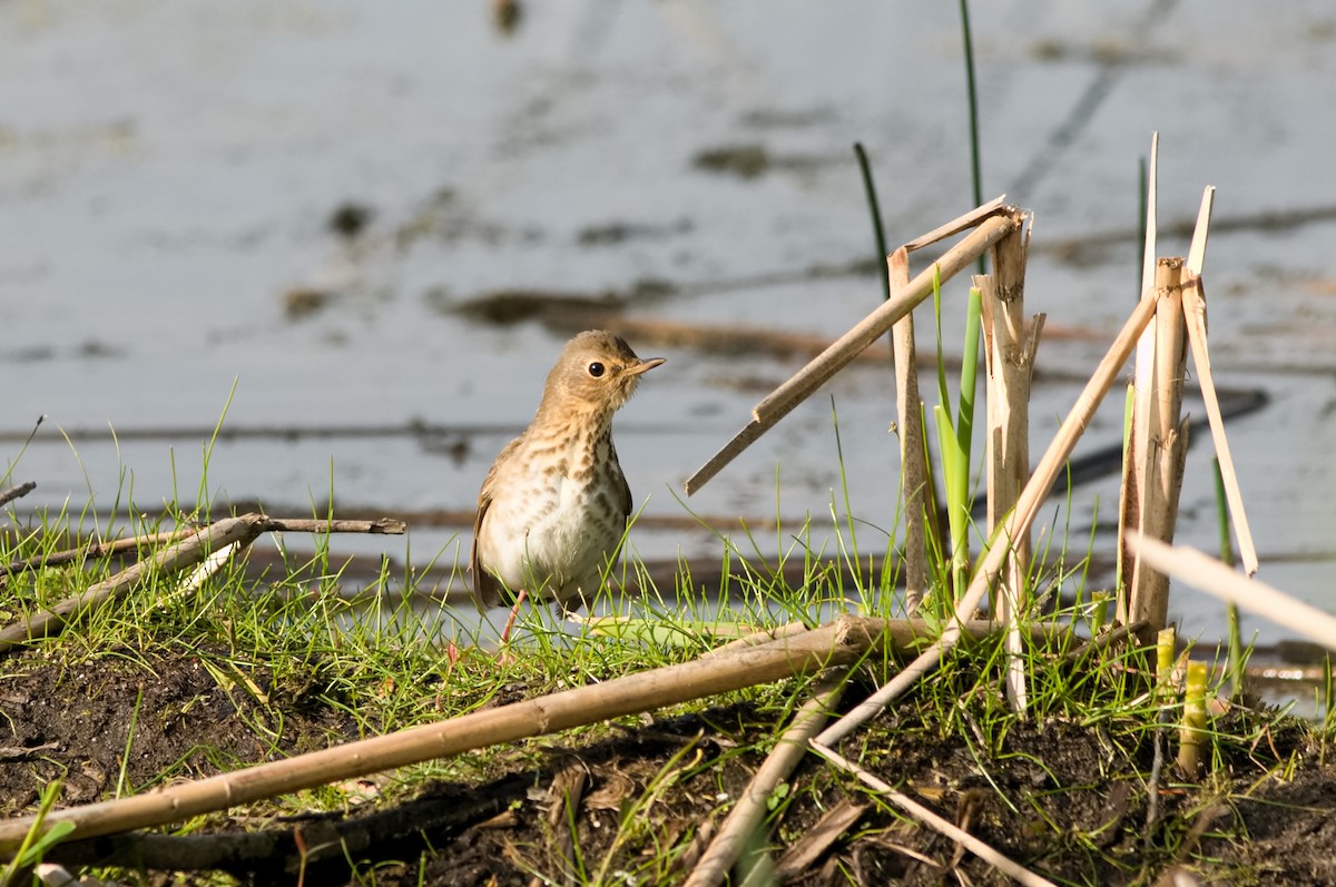 Swainson's Thrush - ML160541991