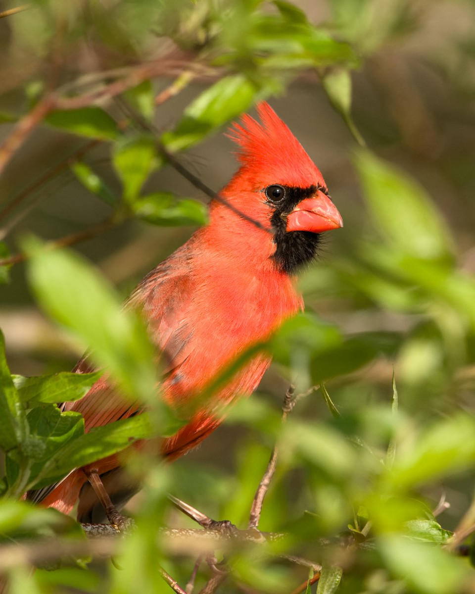 Northern Cardinal - ML160542421