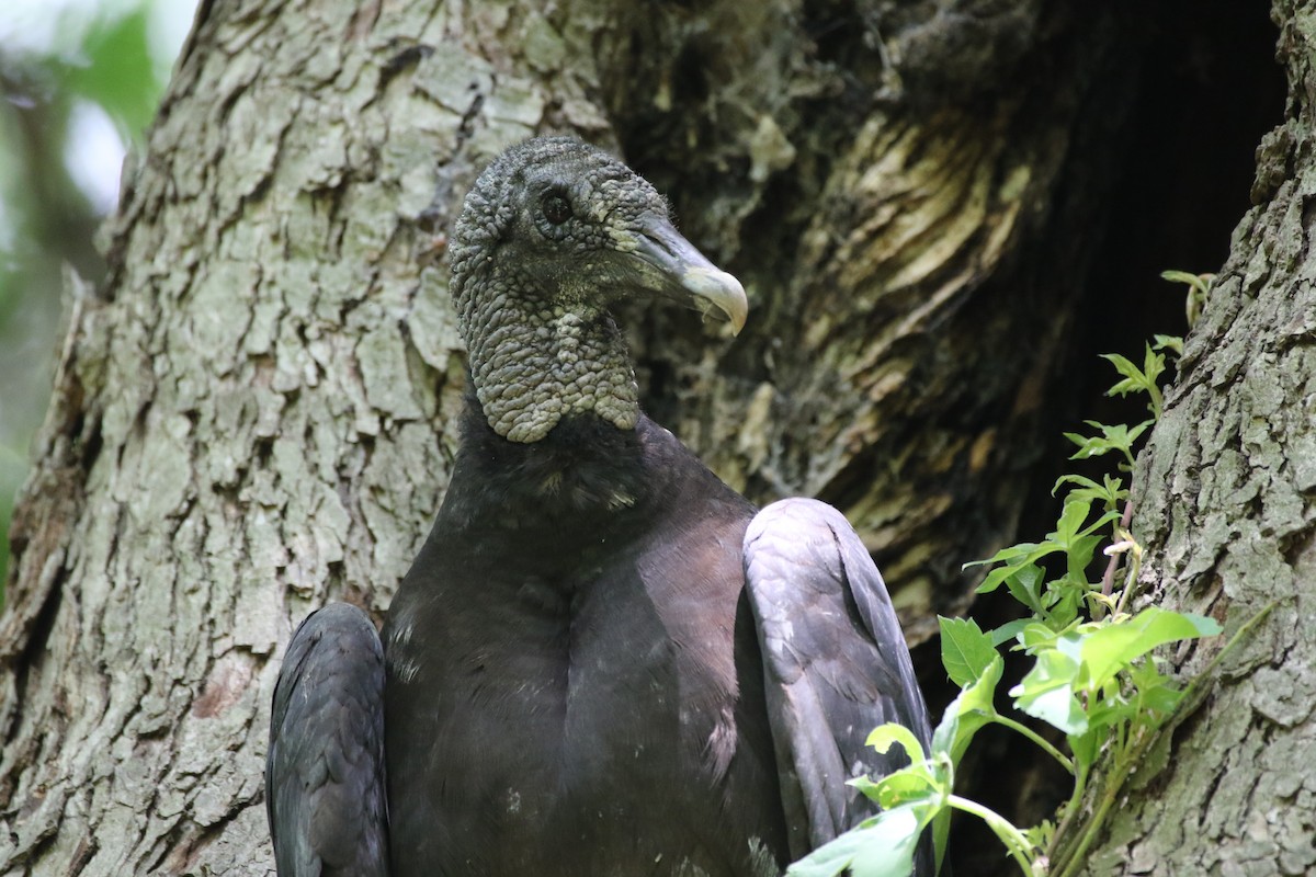 Black Vulture - George Brode