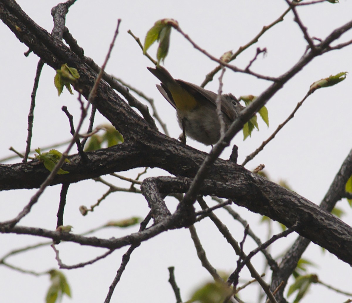 Virginia's Warbler - ML160545921