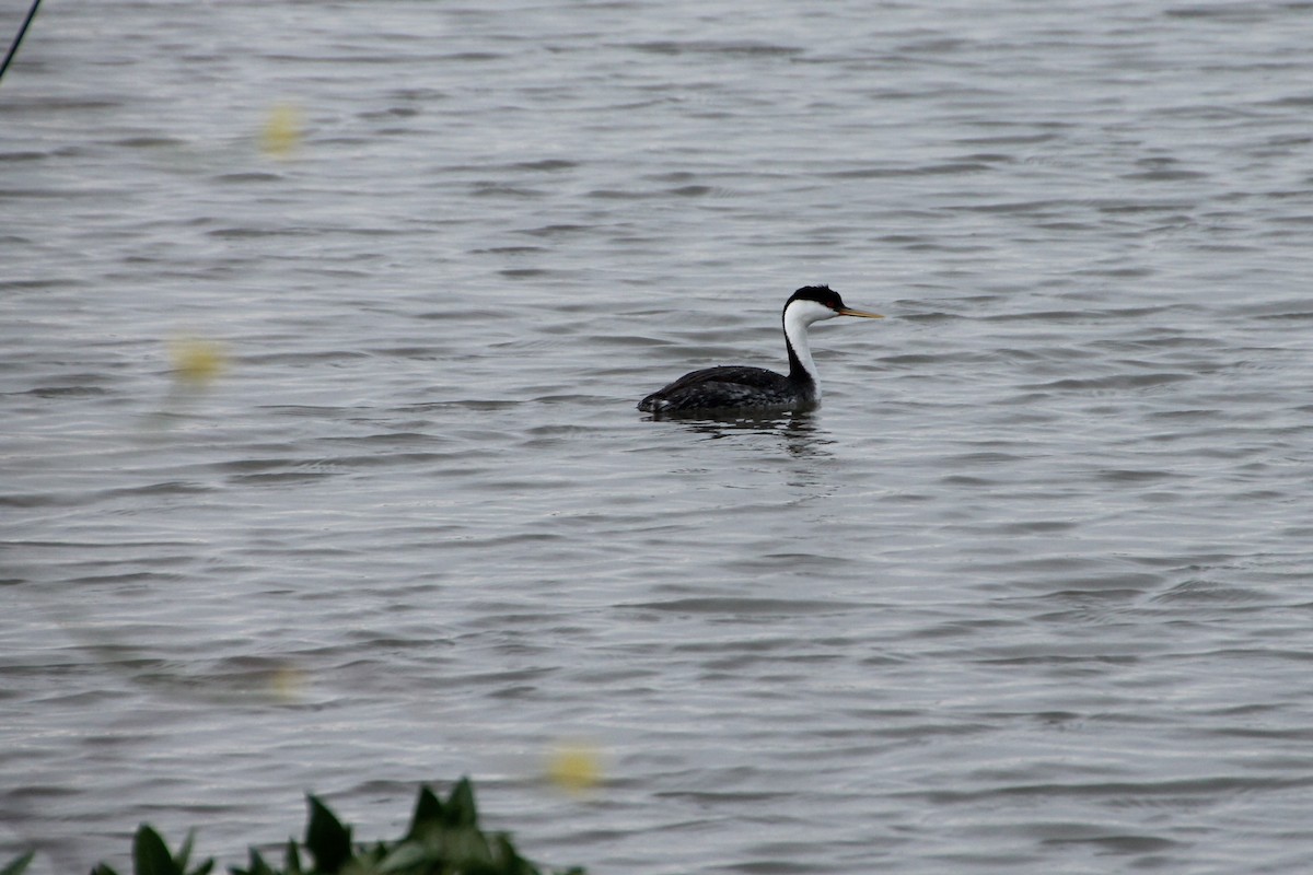 Western Grebe - ML160545941