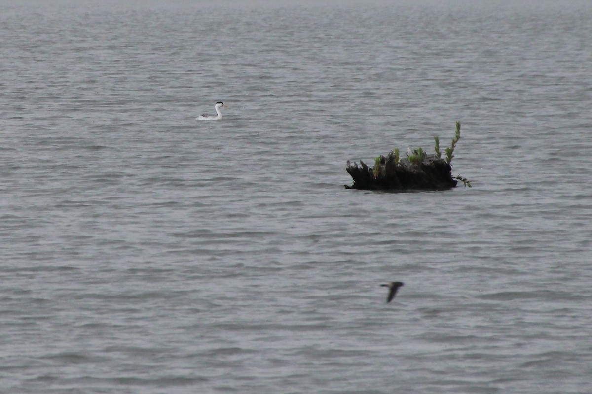 Clark's Grebe - Mark Benson