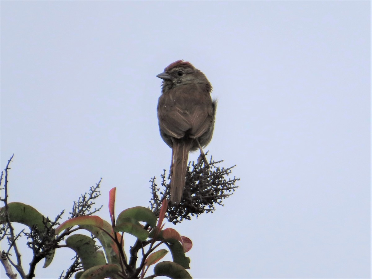 Rufous-crowned Sparrow - ML160547261