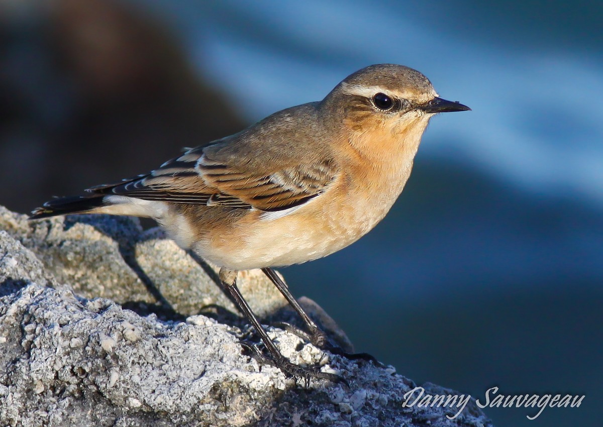 Northern Wheatear - ML160547511