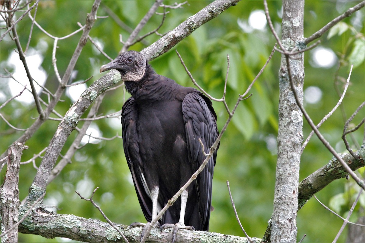 Black Vulture - ML160547601