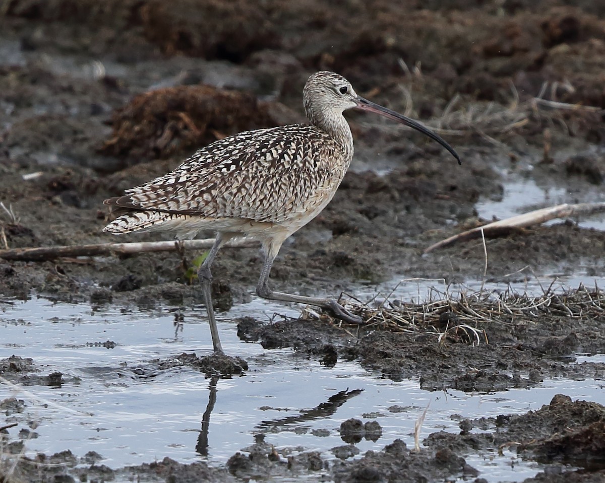 Long-billed Curlew - ML160548981